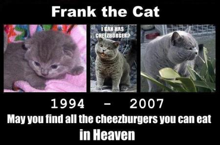 frank the cat died